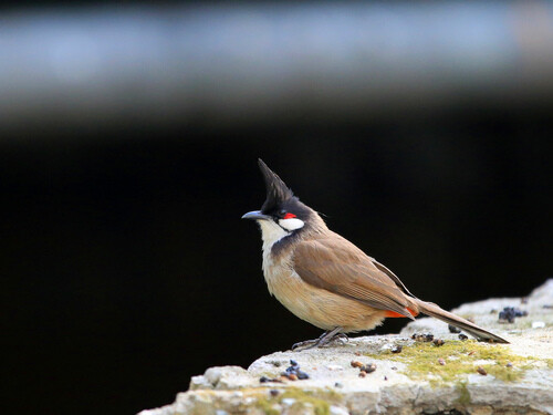 红耳鹎 (Pycnonotus jocosus)