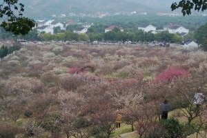 扬州到【苏州香雪海-天池山1日游】早春赏梅最佳，香雪海梅花节