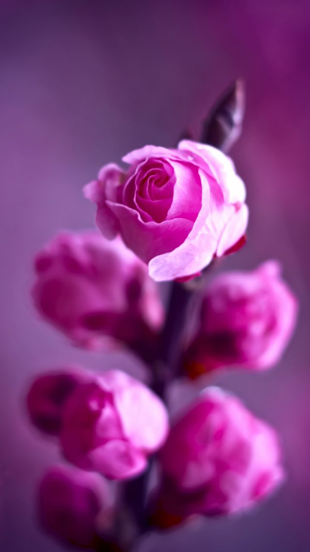 Pink roses branch. 26 Valentine's Day Flowers wallpapers for iPhone. - @mobile9 #640x1136 #valentines