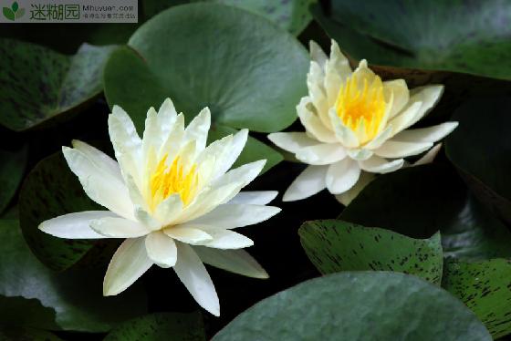 水中女神睡莲的养殖方法 睡莲(拉丁学名：Nymphaea alba)，又称子午莲、水芹花、瑞莲、水洋花、小莲花等，是属于睡莲科睡莲属的多年生水生植物，睡莲是水生花卉中名贵花卉。外型与荷花相似，不同的是荷花的叶子和花挺出水面，而睡莲的叶子和花浮在水面上。睡莲因昼舒夜卷而被誉为“花中睡美人”。睡莲的用途甚广，可用于食用、制茶、切花、药用等用途