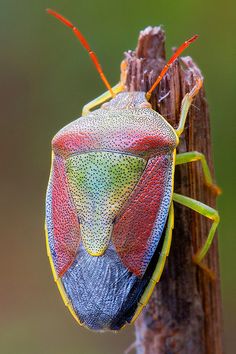 The Gorse Shield #Beetle sports two adult coloring related to sexual maturity, green, for those #mating in the spring and #multicolor for those which appear in the late summer.