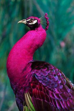 rare pink peacock - love the jewel tones with the fuschia and purple and green (even if this is photo shopped I liked it)