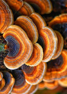 Orange Mushrooms