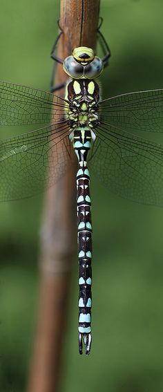 The dragonfly panorama Is really cool and shows the extreme detail of it.