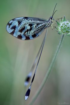 Nemoptera is a Palearctic genus of insects of the family Nemopteridae or spoonwings. All species are diurnal with an exclusively floral diet, preferring to fly in open spaces in full sunshine while visiting flowers. They can be recognized by their very long hind wing prolongations. By Jo Williams