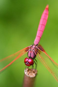 **Crimson Dropwing Dragonfly (Trithemis aurora), though these are the males of the species