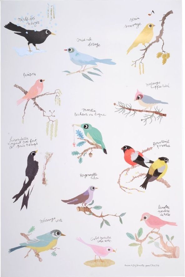 tinou oiseaux poster