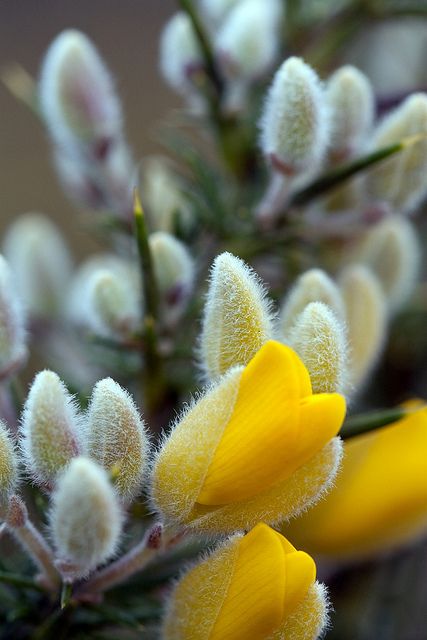 Young Gorse Flower and Buds by Dr Steven Murray on Flickr