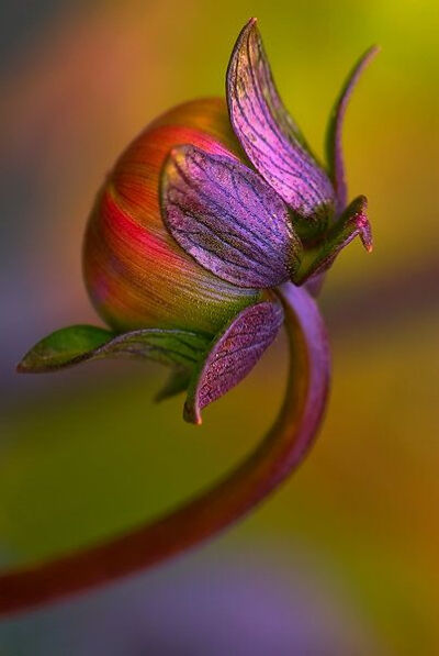 ~~Dahlia bud by Scott Reeves~~