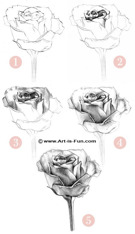 How to Draw a Rose: Learn to Draw Rose Pencil Drawings