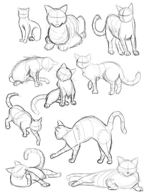 cat sketches