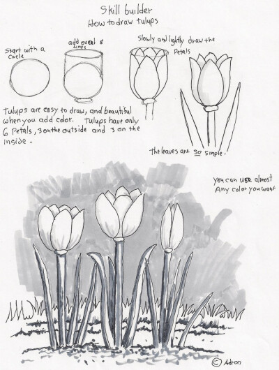 Adron's Art Lesson Plans: How to Draw Tulips, a Beginners Drawing Lesson.