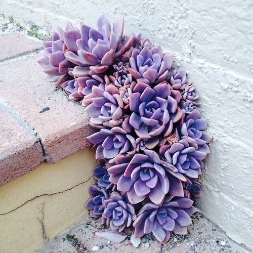 Succulents