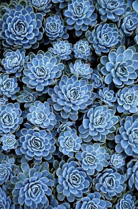 Blue succulents