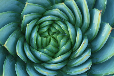 succulent