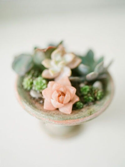 A pink succulent