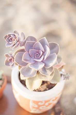 Purple succulent