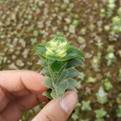 十字星锦 大型钱串子 多肉植物