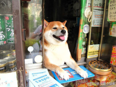 日本有家叫Suzuki的卖烟小店，他们家的柴犬老是在窗口招呼客人。。（Source: Youtube)