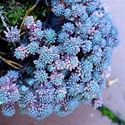 Ground Cover: Sedum hispanicum, Blue Carpet