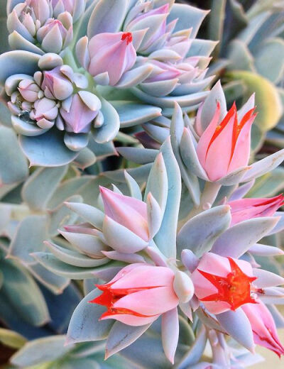 Succulents by Rich Greene Photography-8-