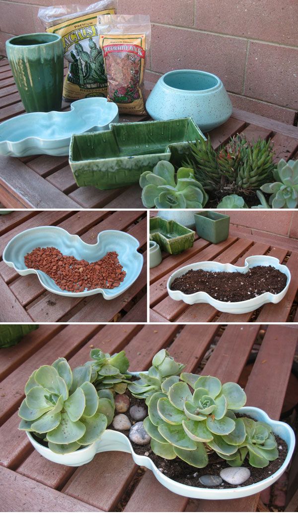 How to plant succulents