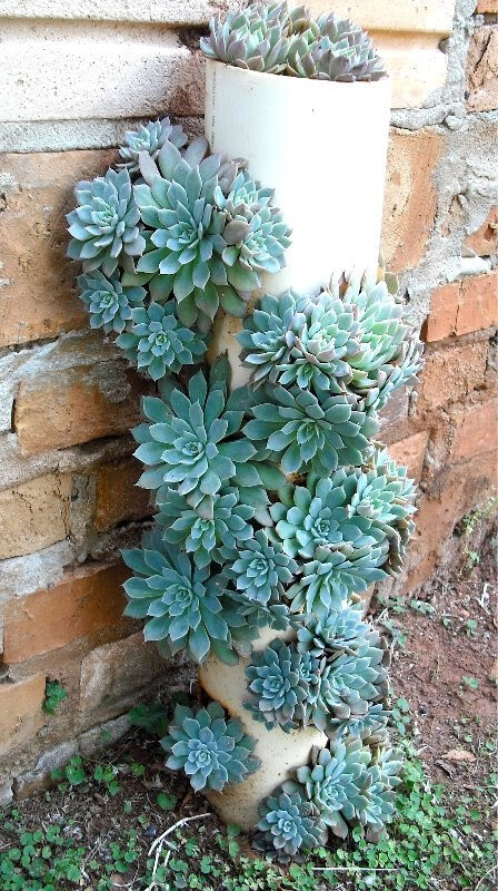 succulents planter idea