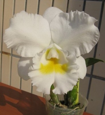  Rlc. Chief Bride 'White Christmas' 白圣诞