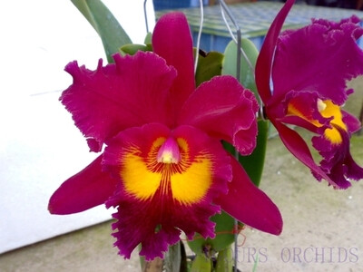 Rlc. Sanyang Ruby ‘Xing Mei’ 新美