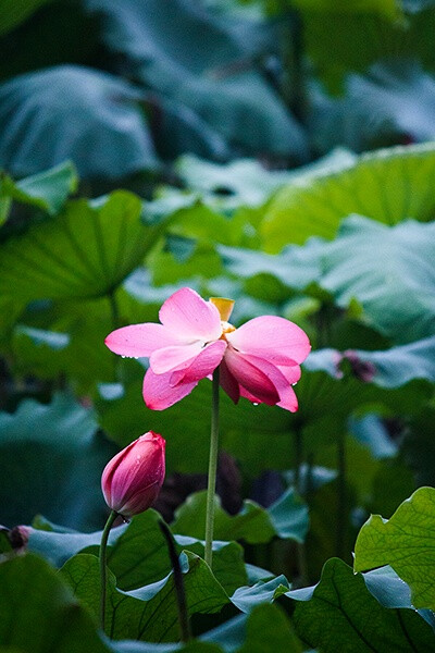 孤山下。（荷花）