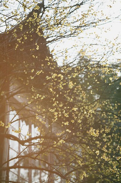 【美丽的中国】一树的疏疏落落的梅，暗香浮入窗中。想必他仍在窗前的小案，细细篆刻。