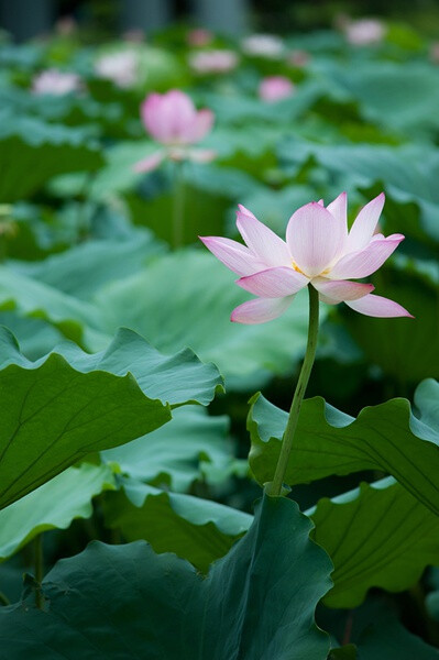 绿盖半篙新雨，红香一点清风。天赋本根如玉，濂溪以道心同。