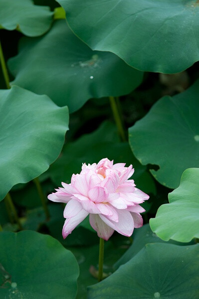 红白莲花开共塘，两般颜色一般香。恰似汉殿三千女，半是浓妆半淡妆。