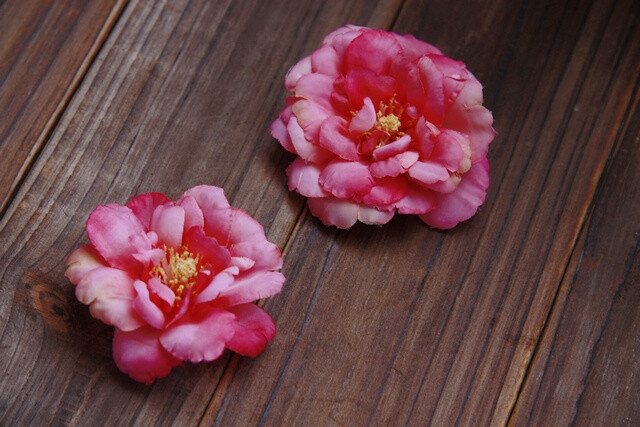 【簪花旧事】山茶花绢花发夹。