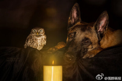 德国动物摄影师Tanja Brandt 的这组作品让人不敢相信：德牧跟猫头鹰也能成为挚友。这只德国牧羊犬名叫Ingo，它有一个好朋友——猫头鹰Poldi，他们亲密的模样融化了不少人~