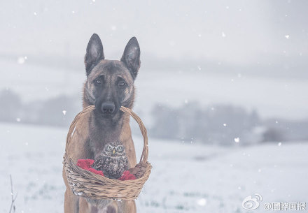 德国动物摄影师Tanja Brandt 的这组作品让人不敢相信：德牧跟猫头鹰也能成为挚友。这只德国牧羊犬名叫Ingo，它有一个好朋友——猫头鹰Poldi，他们亲密的模样融化了不少人~