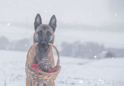 德国动物摄影师Tanja Brandt 的这组作品让人不敢相信：德牧跟猫头鹰也能成为挚友。这只德国牧羊犬名叫Ingo，它有一个好朋友——猫头鹰Poldi，他们亲密的模样融化了不少人~