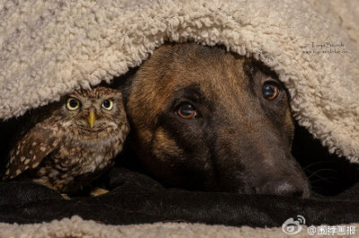 德国动物摄影师Tanja Brandt 的这组作品让人不敢相信：德牧跟猫头鹰也能成为挚友。这只德国牧羊犬名叫Ingo，它有一个好朋友——猫头鹰Poldi，他们亲密的模样融化了不少人~