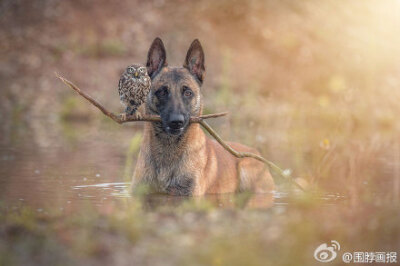 德国动物摄影师Tanja Brandt 的这组作品让人不敢相信：德牧跟猫头鹰也能成为挚友。这只德国牧羊犬名叫Ingo，它有一个好朋友——猫头鹰Poldi，他们亲密的模样融化了不少人~