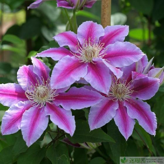 铁线莲的养殖方法之必备宝典 铁线莲(拉丁学名：Clematis florida Thunb.)，也叫铁线牡丹、番莲、金包银、山木通、番莲、威灵仙，为毛茛科、铁线莲属植物，多数为落叶或常绿草质藤本，约1-2米，茎棕色或紫红色，具6条纵纹， 节部膨大，二回三出复叶，小叶狭卵形至披针形，全缘，脉纹不显。少数是宿根直立草本。复叶或单叶，常对生。花单生或为圆锥花序，萼片大，花瓣状，花色有蓝色、紫色、粉红色、玫红色、紫红色、白色等，雌、雄蕊多数。花期从早春到晚秋(也有少数冬天开花的品种)，果期夏季。有若干个种、变种及其品种和杂交种，可栽培供园林观赏用