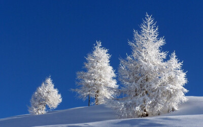 雪后，那绵绵的白雪装饰着世界，琼枝玉叶，粉装玉砌，皓然一色，真是一派瑞雪丰年的喜人景象。山坡上的树林，白得是那么纯洁、那么优雅、瞬间大地也变得狠纯洁狠萌萌哒，废话扯了这么多，关键是你喜欢吗，喜欢就来强…