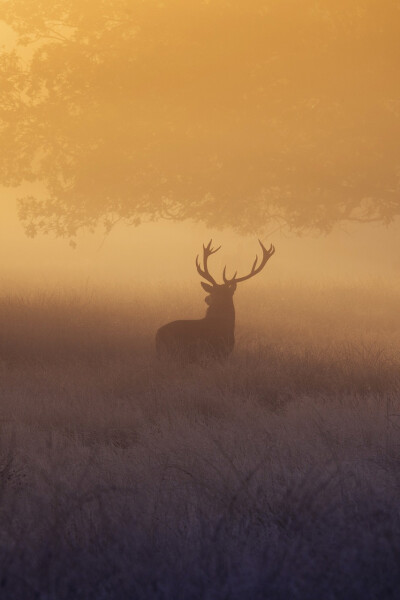 A deer stag watching the sunrise