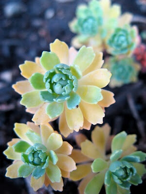 Sedum pachyclados, succulents with cute scalloped edges