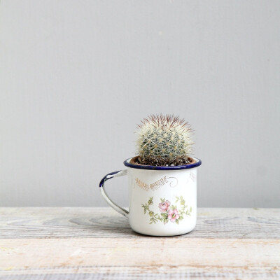 a cup of cactus