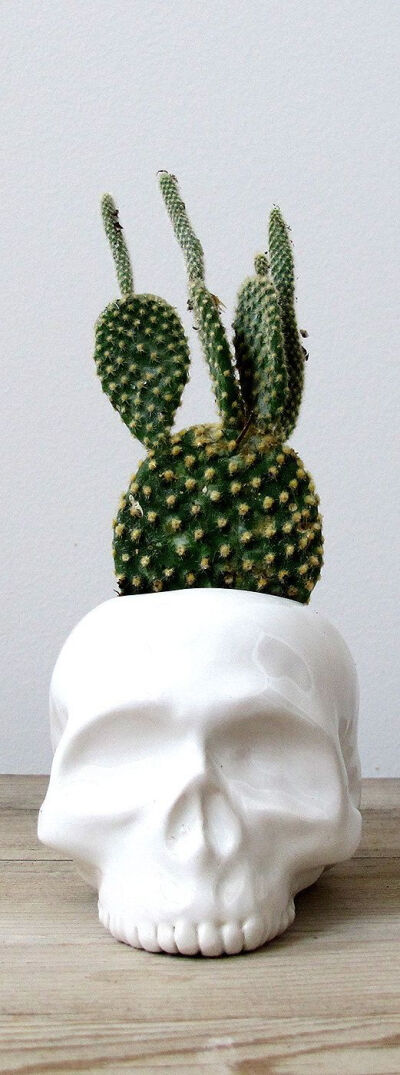 Ceramic Skull Planter - I. Need. This.