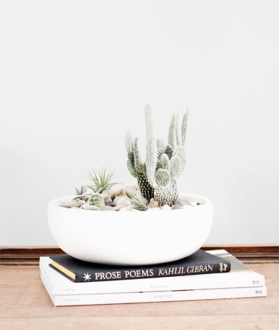 Studio Hours: Plants I can't kill | thevedahouse