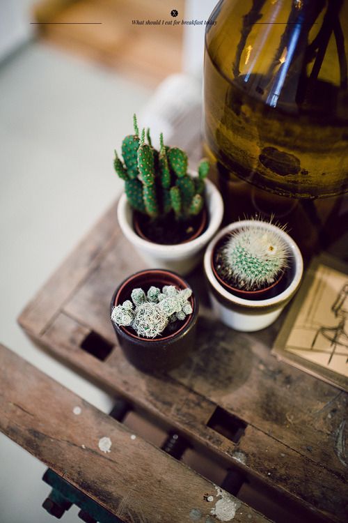 cacti and succulents.