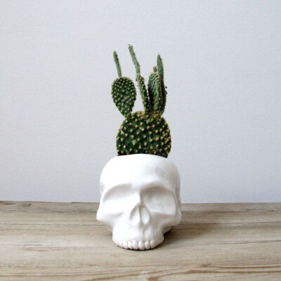 Ceramic Skull Planter perfect for cactus succulent or by mudpuppy, $42.00