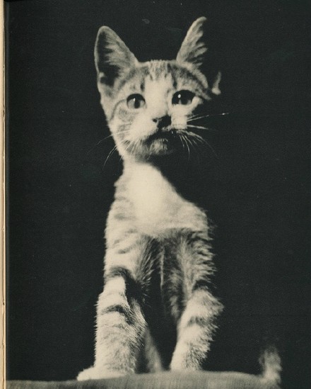 1938年出版的猫咪写真书《SAM》，出自摄影师Edward Quigley之手，全书只拍摄了一只叫SAM 的猫，通过不同的光影和构图展现了喵星人SAM时而高兴时而忧郁的多变神态。