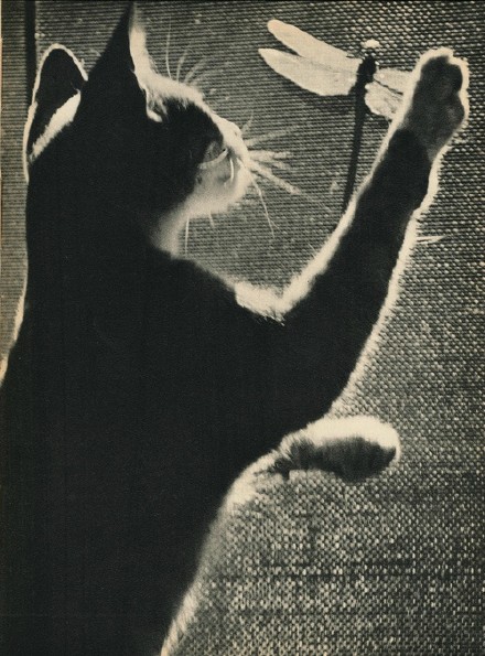 1938年出版的猫咪写真书《SAM》，出自摄影师Edward Quigley之手，全书只拍摄了一只叫SAM 的猫，通过不同的光影和构图展现了喵星人SAM时而高兴时而忧郁的多变神态。